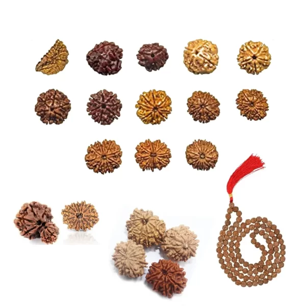 Rudraksha Beads & Malas